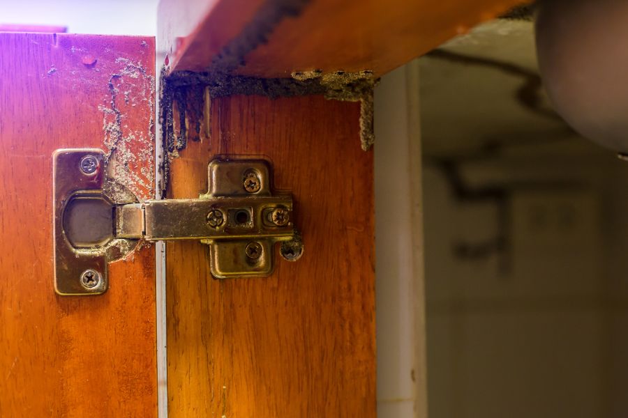 Termite damage in door frame