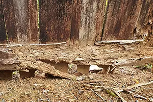 Termite wood damage on a fence