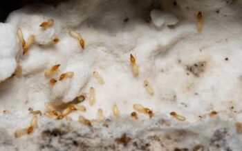 termites collect termite treatment from bait station in florida home - offered by bug out