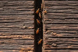 Termites crawling in a crack in the wall