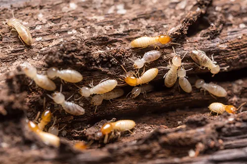 A close-up of a group of termites crawling through crevices in a damaged piece of wood.