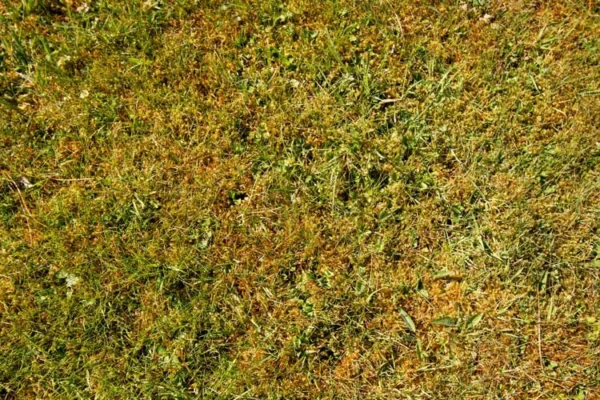 Browning unhealthy lawn