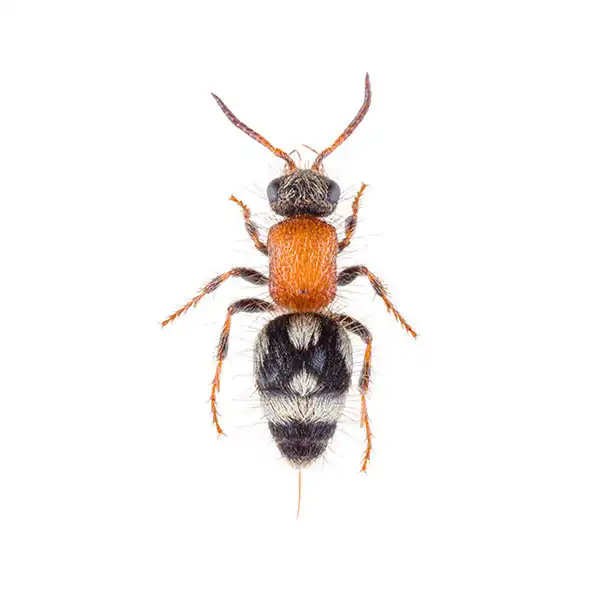 Velvet Ant Wasp up close white background - Keep pests away from your home with Bug Out in FL