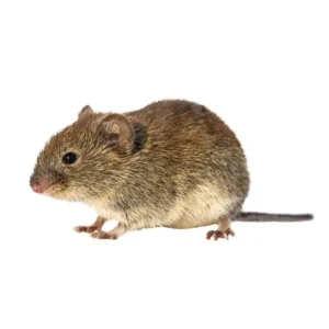 Vole on a white background - Keep pests away from your home with Bug Out in FL