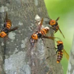 Wasps on the side of a tree