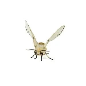 Webworm moth on a white background - Keep pests away from your property with Bug Out in FL