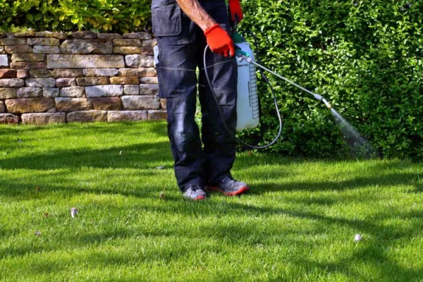 Person spraying yard with weed killer