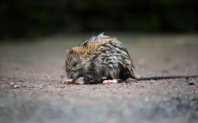 wet roof rat looking for attic shelter after wet weather in florida