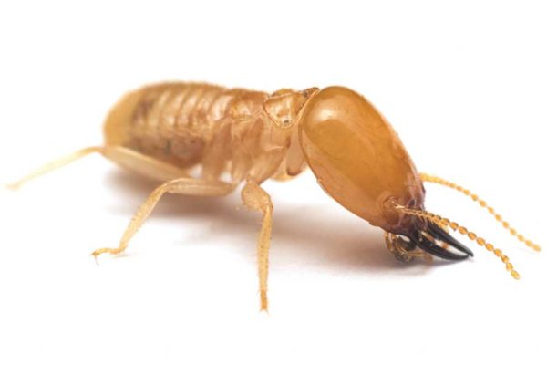 Termite up close white bckground