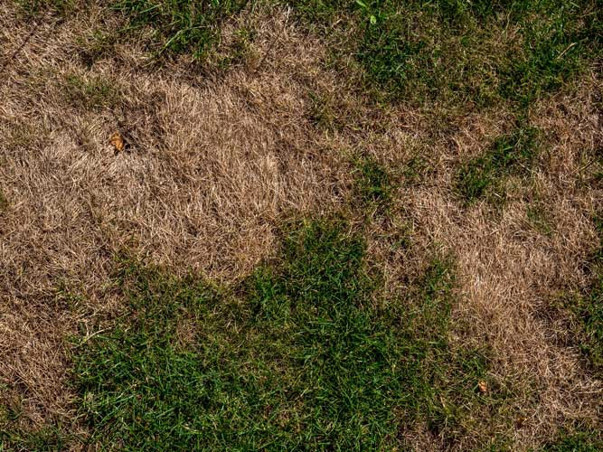 A lawn with large patches of brown, dead grass