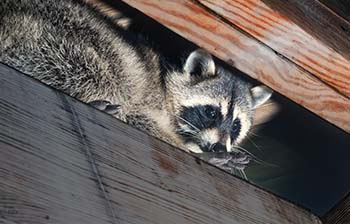 Commercial WildlifeControl in your area