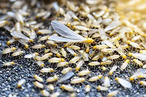 Winged termites swarm