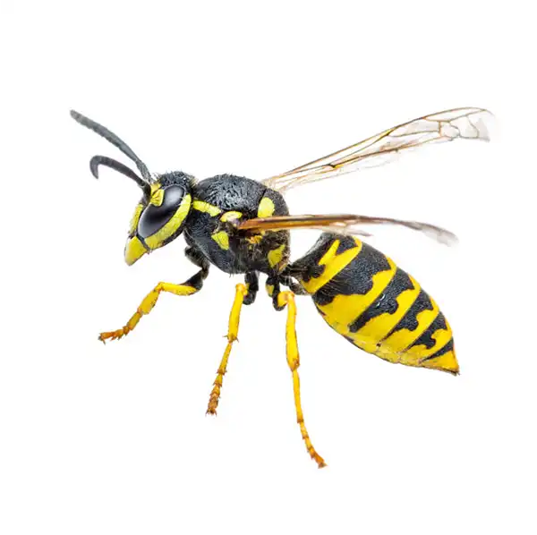 Yellowjacket up close white background - Keep wasps away from your property with Bug Out in FL